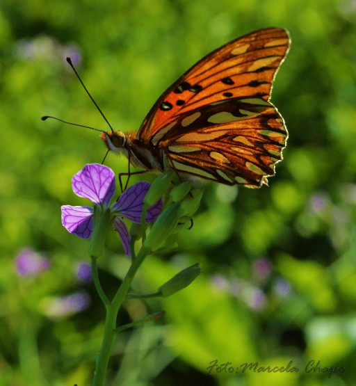 Foto 4/Mariposas