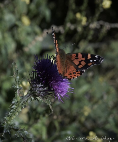 Foto 5/Mariposas