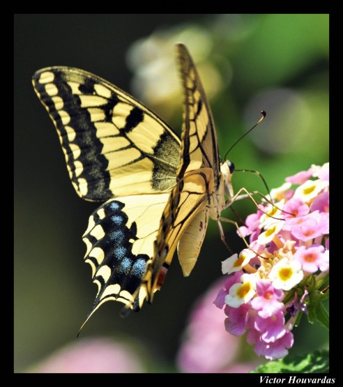 Foto 1/LA MARIPOSA POSA