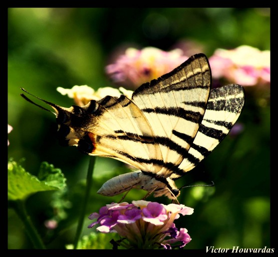 Foto 2/LA MARIPOSA POSA