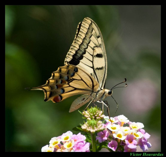 Foto 3/LA MARIPOSA POSA