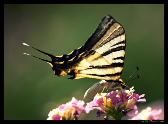 Foto 4/LA MARIPOSA POSA