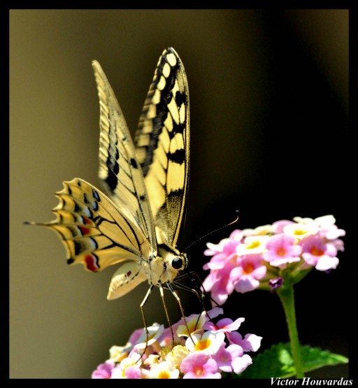 Foto 5/LA MARIPOSA POSA