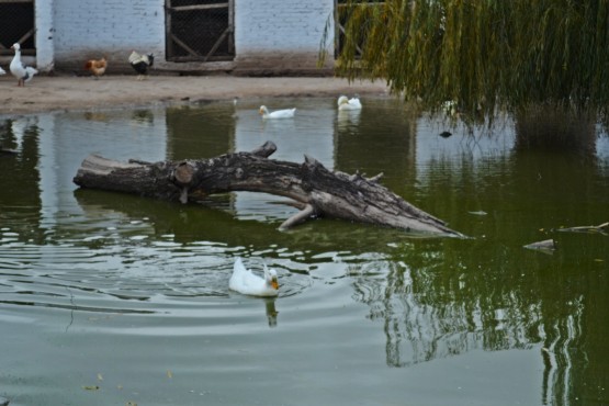 Foto 1/en el campo...