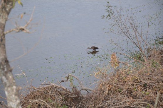 Foto 1/aves del rio Atamisqui...