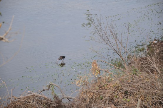 Foto 2/aves del rio Atamisqui...