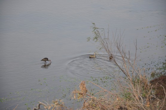 Foto 3/aves del rio Atamisqui...