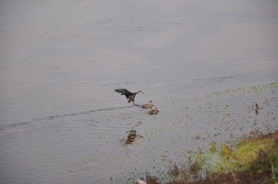 Foto 4/aves del rio Atamisqui...