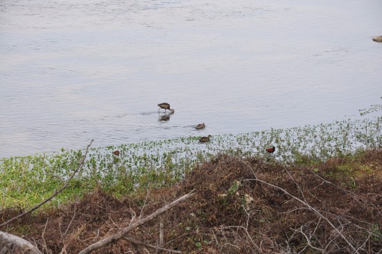 Foto 5/aves del rio Atamisqui...