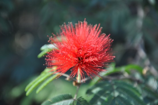 Foto 1/las flores del jardin de la republica argentina