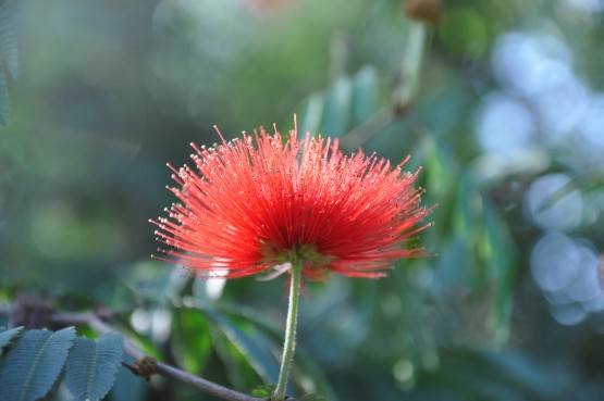 Foto 2/las flores del jardin de la republica argentina