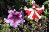 las flores del jardin de la republica argentina