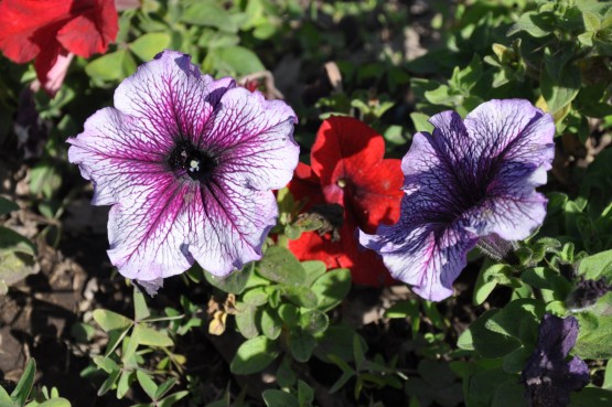 Foto 4/las flores del jardin de la republica argentina