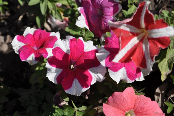 Foto 5/las flores del jardin de la republica argentina