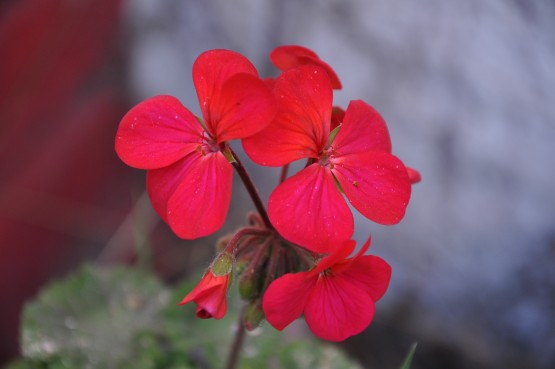 Foto 4/flores y frutos