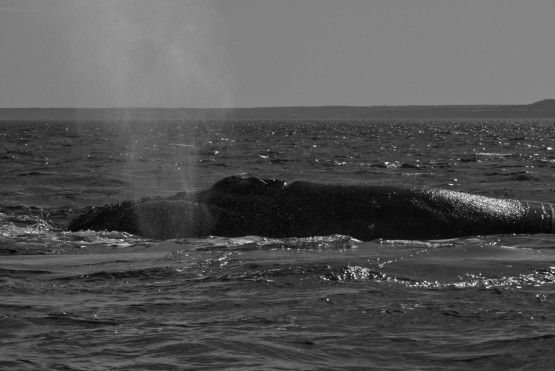 Foto 1/Ballenas I