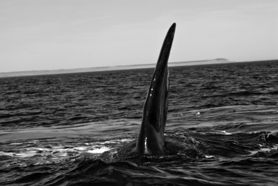 Foto 3/Ballenas I