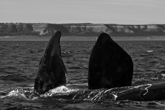 Foto 4/Ballenas I