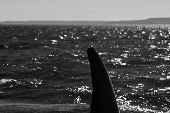 Foto 5/Ballenas I