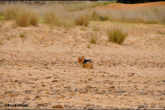 Foto 2/Druppi en el camping