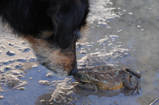 Foto 2/Historia de amor y odio entre mi perro y un sapo