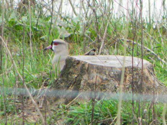 Foto 1/TERO Y SU CRIA (vanellus chilensis)