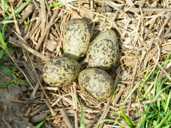 Foto 2/TERO Y SU CRIA (vanellus chilensis)