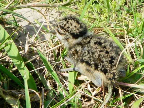 Foto 3/TERO Y SU CRIA (vanellus chilensis)