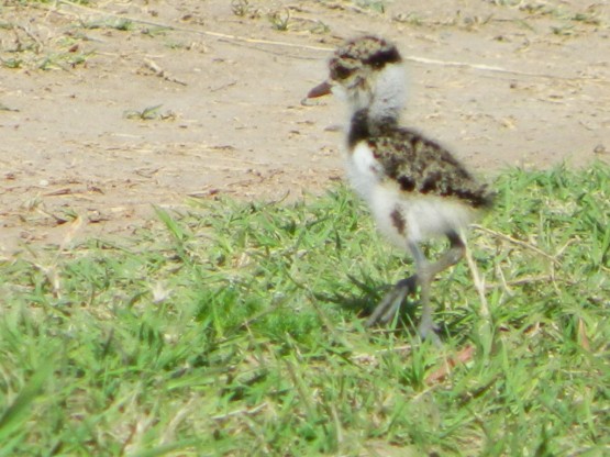 Foto 4/TERO Y SU CRIA (vanellus chilensis)