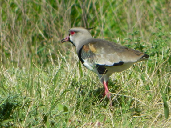 Foto 5/TERO Y SU CRIA (vanellus chilensis)