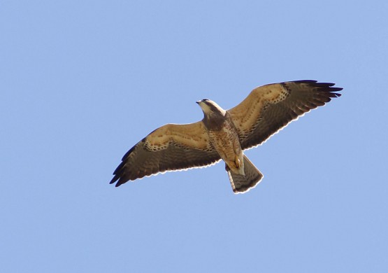 Foto 4/rapaces en vuelo