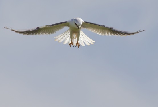 Foto 5/rapaces en vuelo