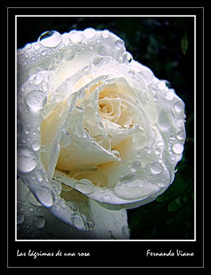 Foto 1/Las lgrimas de una rosa