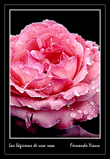 Foto 2/Las lgrimas de una rosa