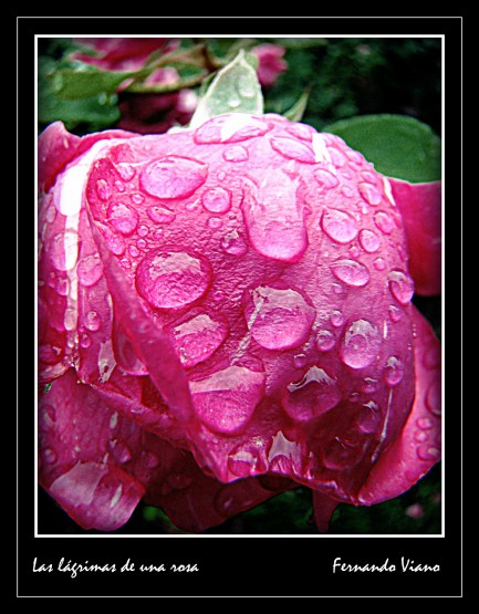 Foto 4/Las lgrimas de una rosa