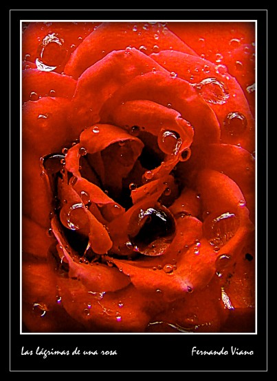 Foto 5/Las lgrimas de una rosa