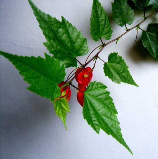 Foto 2/el abutilon