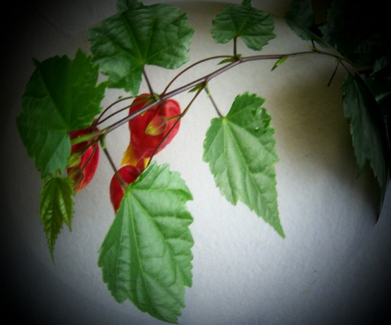 Foto 3/el abutilon