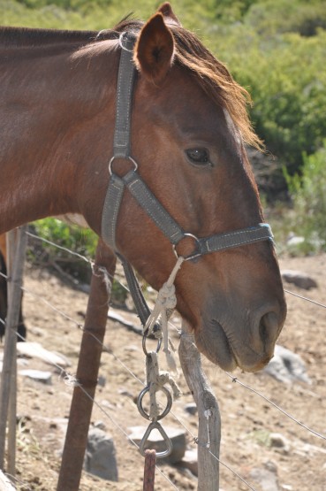 Foto 2/desde el corral. . .