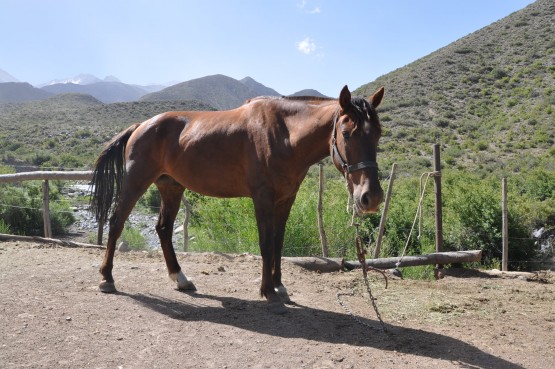 Foto 4/desde el corral. . .