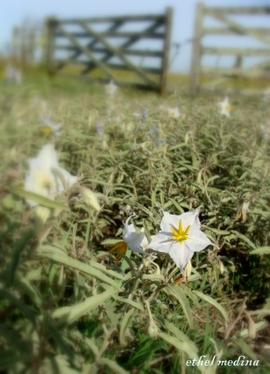 Foto 4/Campo adentro