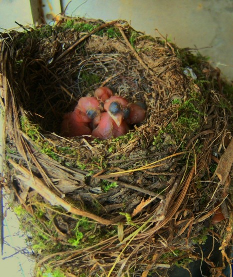 Foto 1/pajaros en el jardin