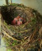 pajaros en el jardin