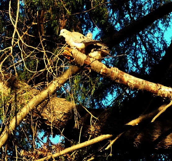 Foto 3/pajaros en el jardin