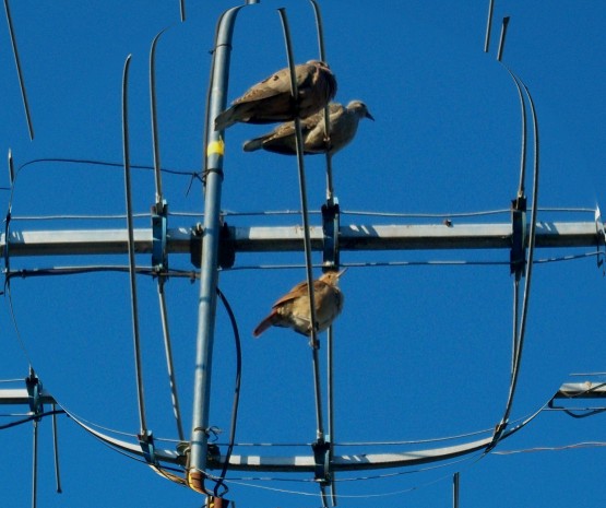 Foto 5/pajaros en el jardin