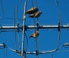 pajaros en el jardin