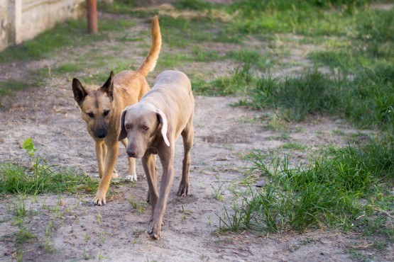 Foto 1/Amores perros