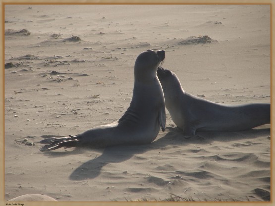 Foto 2/Encuentro en la playa