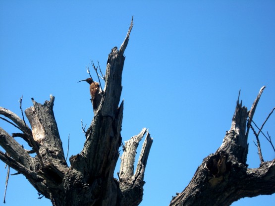 Foto 1/Estaba - pidi socorro - despus se qued.