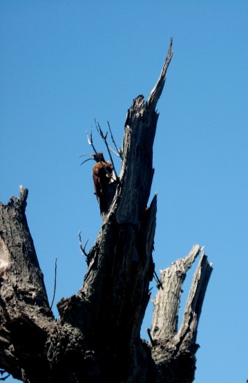 Foto 2/Estaba - pidi socorro - despus se qued.